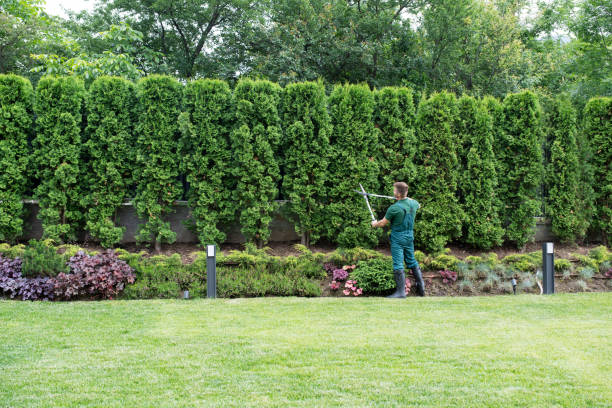 Best Organic Lawn Care Solutions  in Ruthers, CA