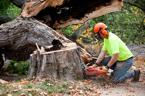 Best Arborist Consultation Services  in Ruthers, CA