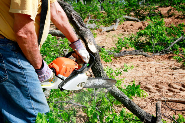 Why Choose Our Tree Removal Services in Caruthers, CA?